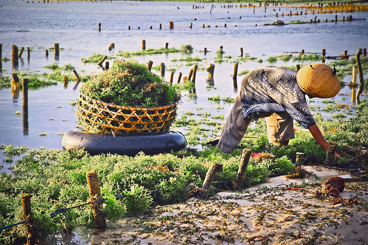 A local farmer harvesting sea moss in St Lucia
