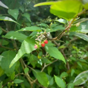 A close-up photo of the berries on a Rivina Humilis plant (also known as Dog Blood Bush, Rouge Bush or Pigeon Berry)