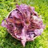 Organic Red Lotus Flower (Dried) Nelumbo Nucifera | Anxiety, Blood Health, Mood