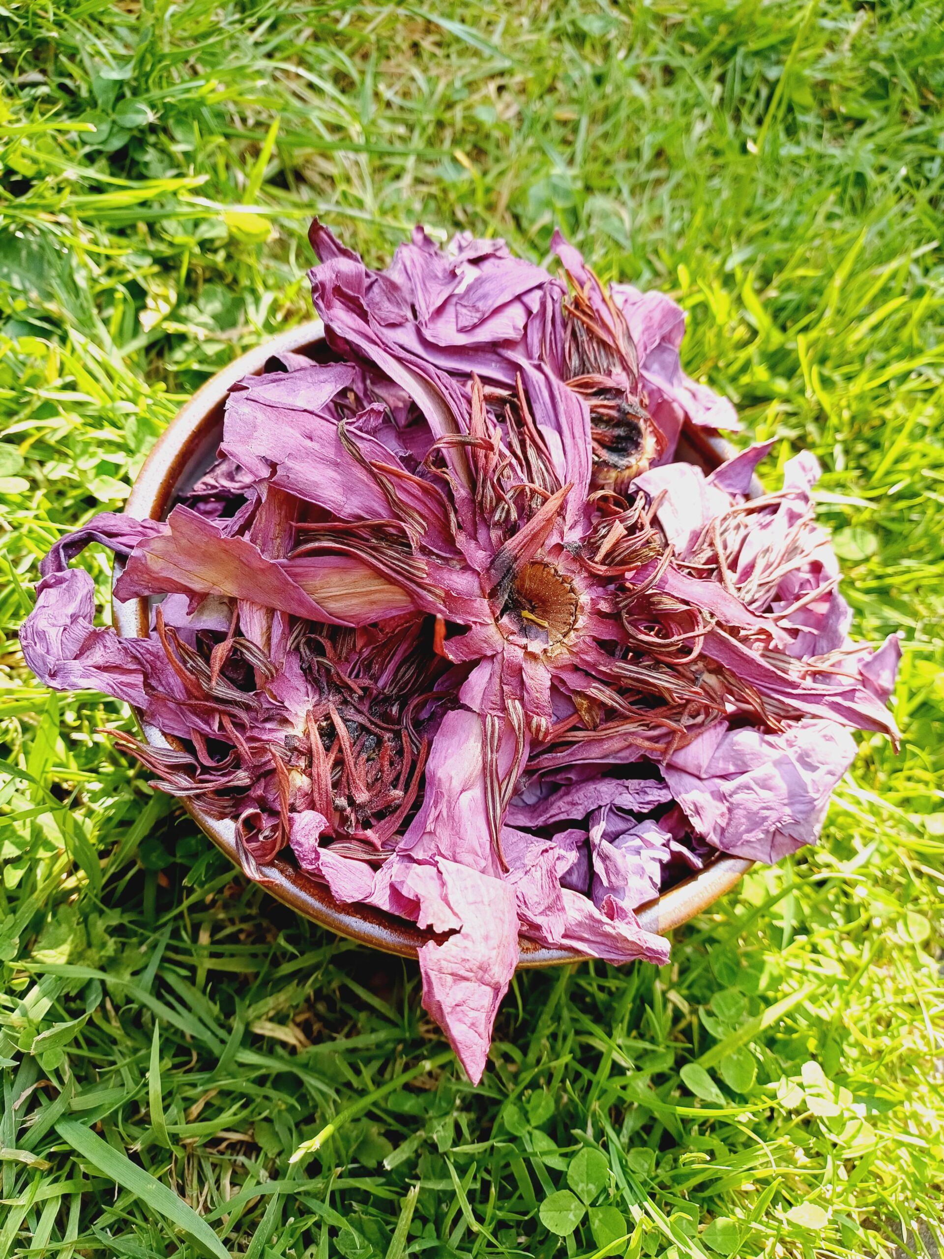 Organic Red Lotus Flower (Dried) Nelumbo Nucifera | Anxiety, Blood Health, Mood