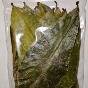 Organic Soursop Leaves (by leaf-count) [Guanabana/Graviola/Guyabano/Annona] - Image 2