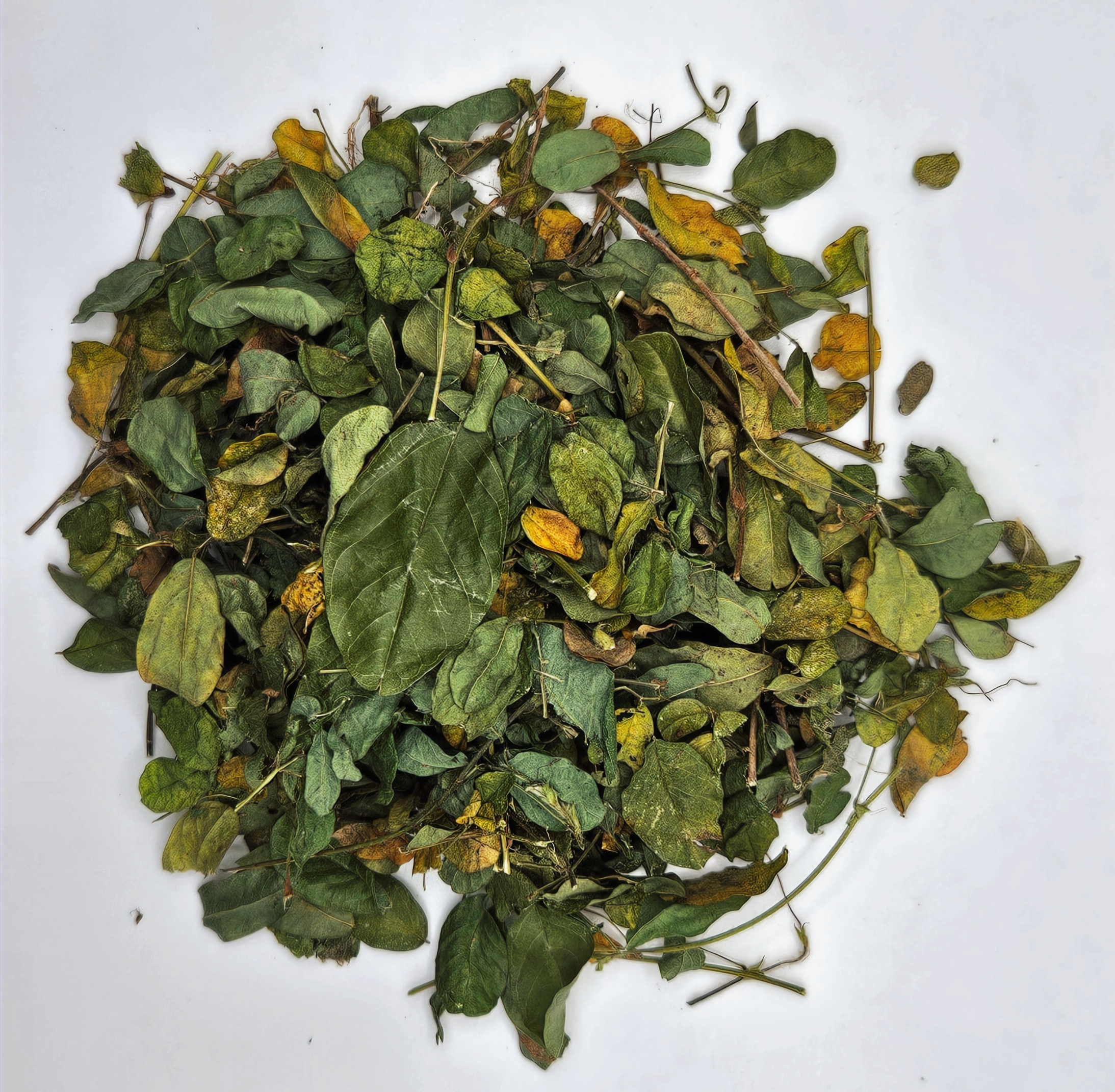 Organic Medina Bush | Strongback | Jamaican Herbal Tea | Men's Health