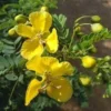 Organic Ranawara/Avaram Flowers (Tanners Cassia) [Senna auriculata]