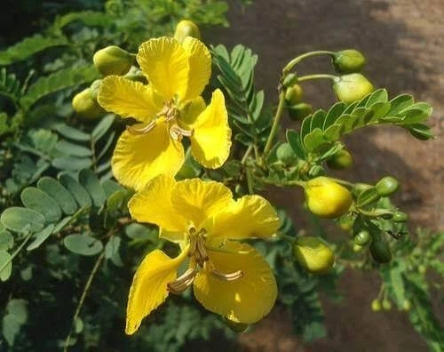 Organic Ranawara/Avaram Flowers (Tanners Cassia) [Senna auriculata]