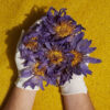 Gloved hands holding a bundle of dried blue lotus flowers on a yellow fabric-textured background