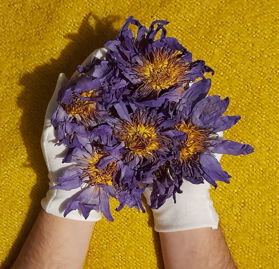 Gloved hands holding a bundle of dried blue lotus flowers on a yellow fabric-textured background