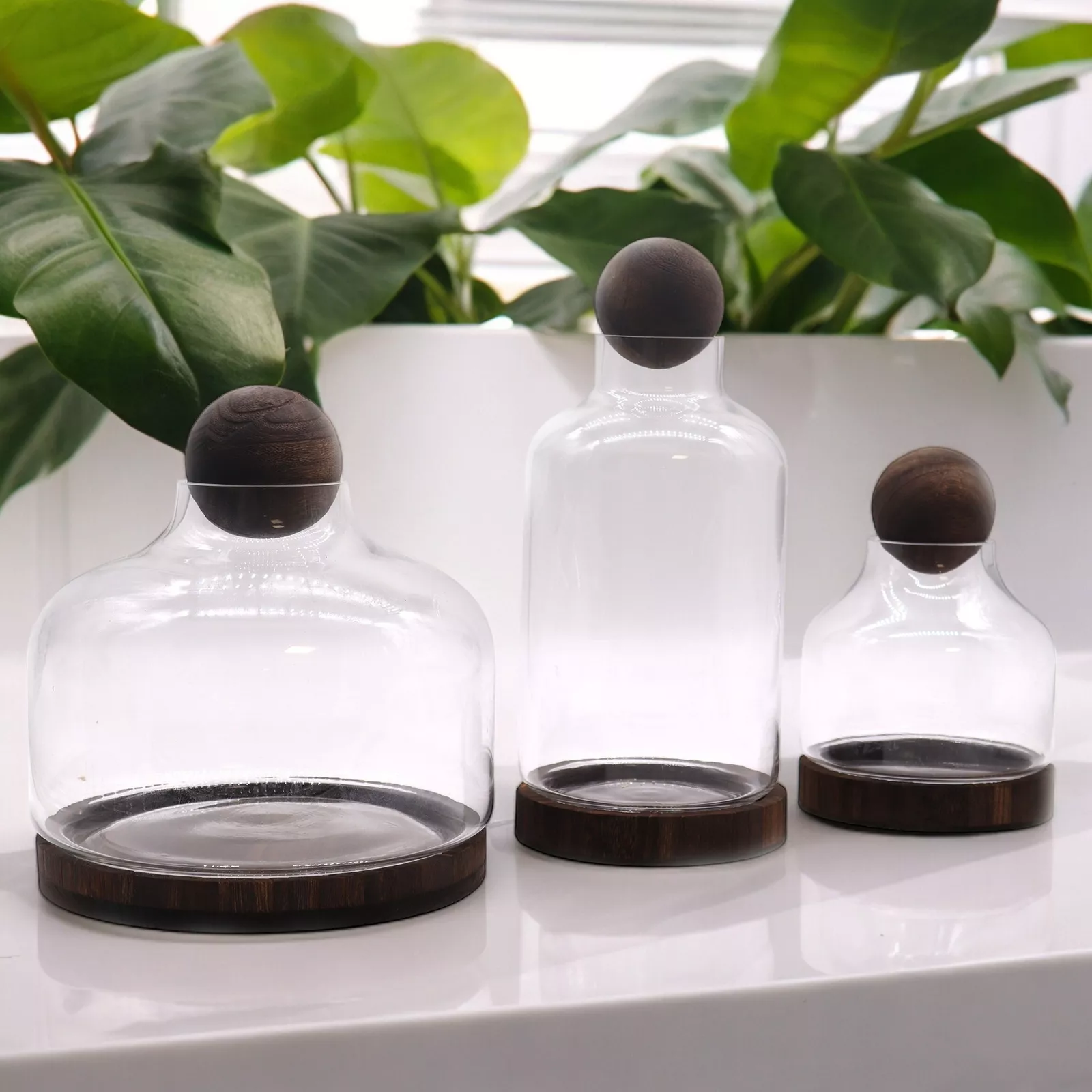 Ball-top Terrarium (Glass & Dark Tung Wood)