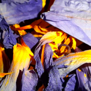 Blue Lotus (Whole Dried Flower - Loose) [Nymphaea Caerulea] - Image 3
