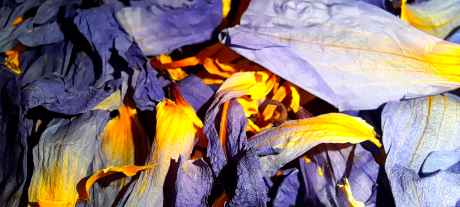 Blue Lotus Petals & Stamens (Nymphaea Caerulea)
