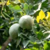 Organic Bael Leaves Dried/Cut [Aegle Marmelos] (Bilva/Patra/Patta)