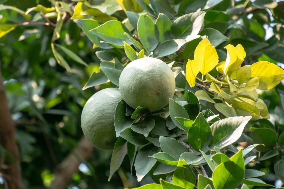 Organic Bael Leaves Dried/Cut [Aegle Marmelos] (Bilva/Patra/Patta)
