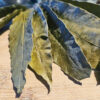 Organic Mango Leaves (by Weight) [Aamra/Mangifera indica]