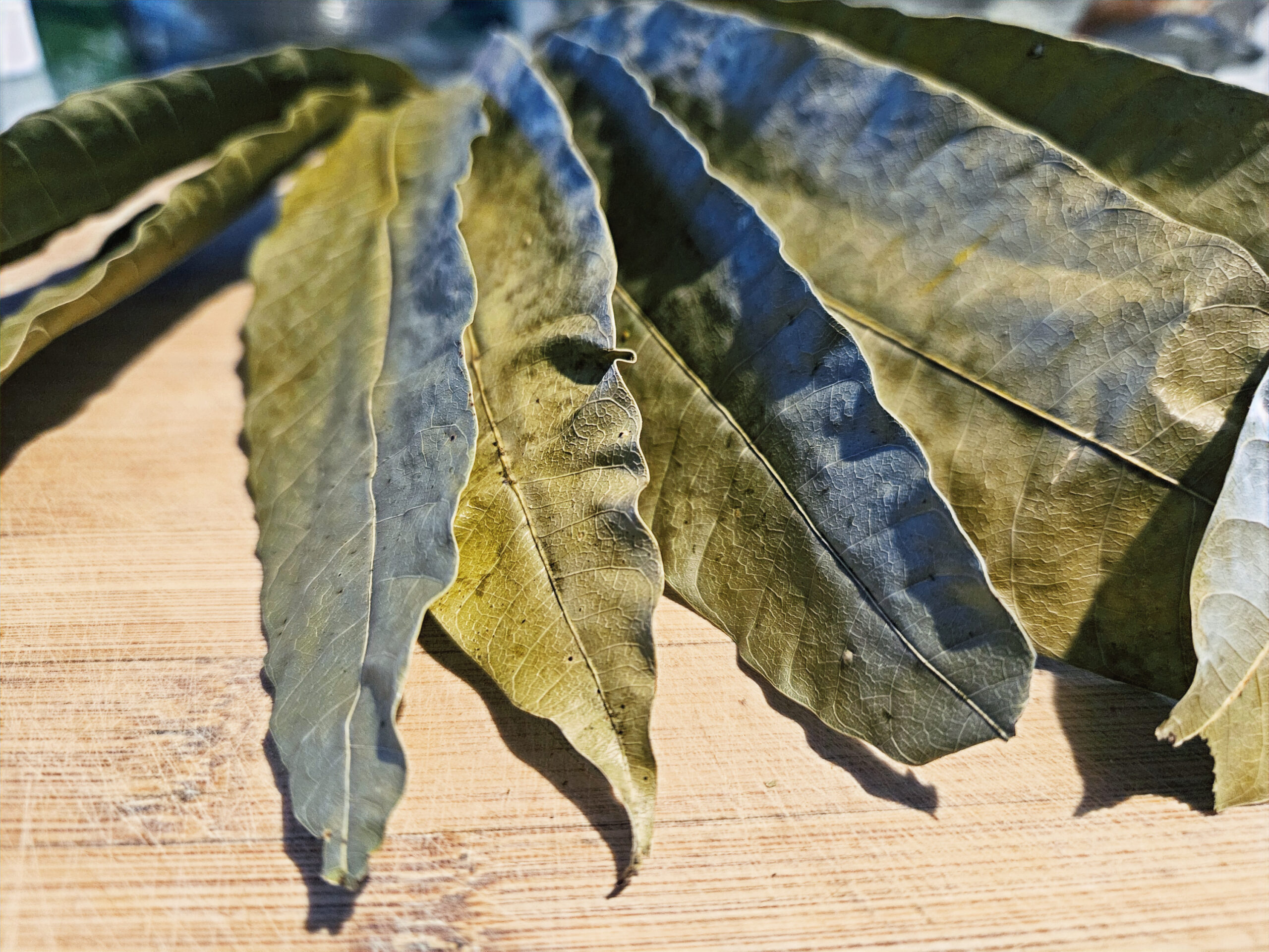 Organic Mango Leaves (by Weight) [Aamra/Mangifera indica]