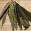 Organic Mango Leaves (by Weight) [Aamra/Mangifera indica]