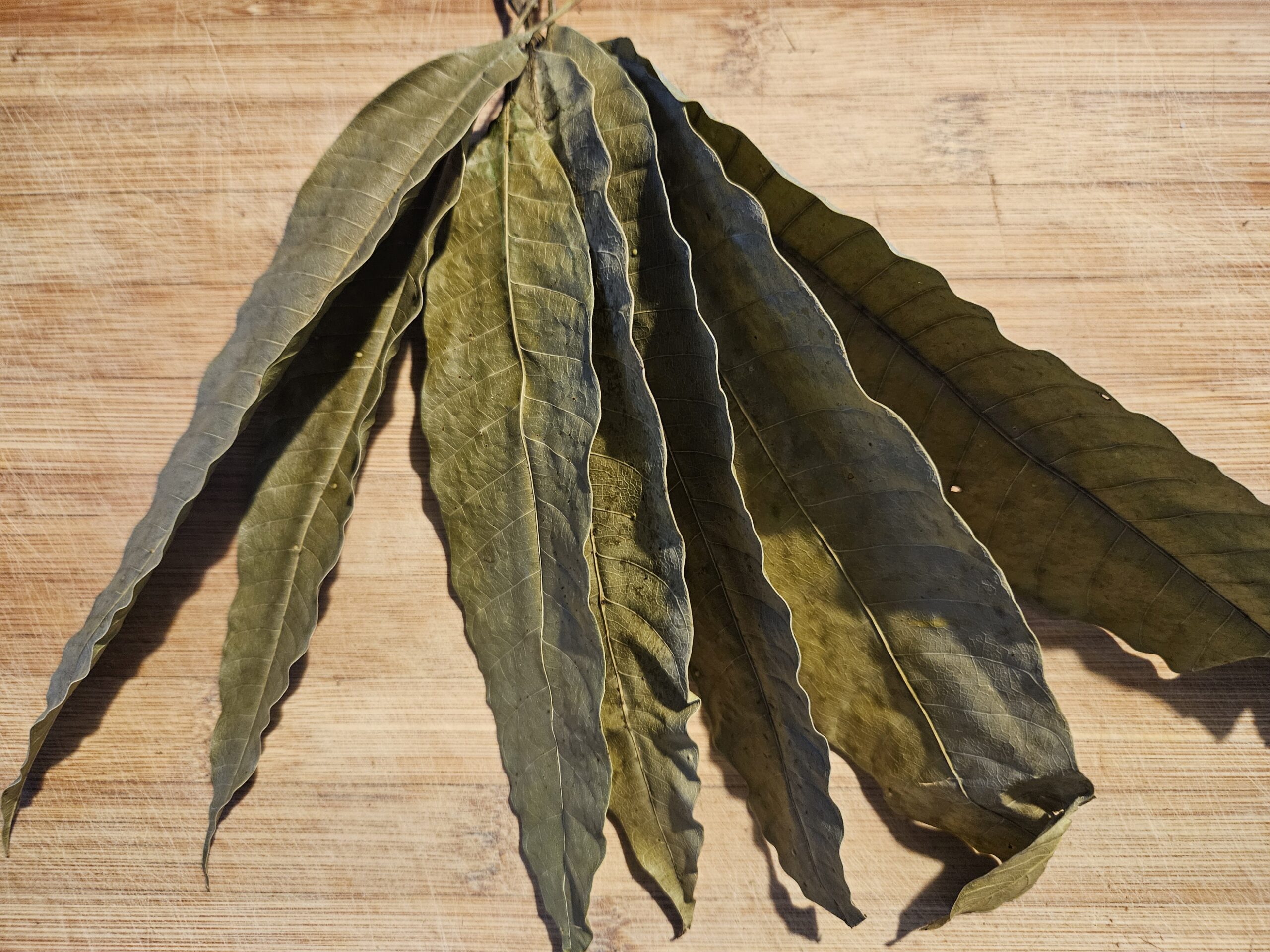 Organic Mango Leaves (by Weight) [Aamra/Mangifera indica]