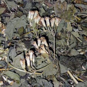 Whole Dried Mexican Dream Herb (Calea Zacatechichi) - Shamanistic Tools - Image 7