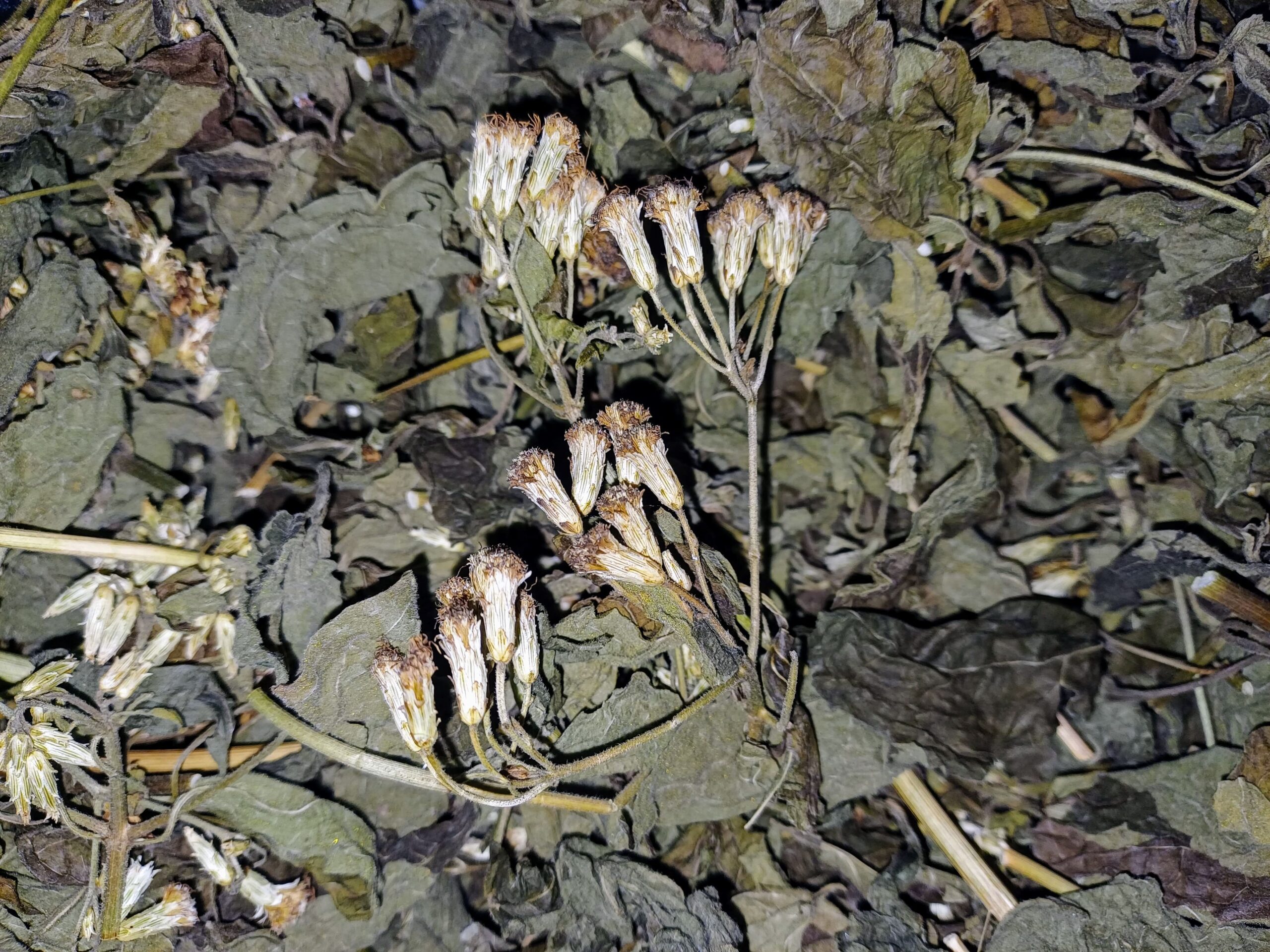 Whole Dried Mexican Dream Herb (Calea Zacatechichi) - Shamanistic Tools