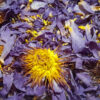 Blue Lotus (Whole Dried Flower - Loose) [Nymphaea Caerulea]