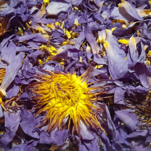 Blue Lotus (Whole Dried Flower - Loose) [Nymphaea Caerulea] - Image 6