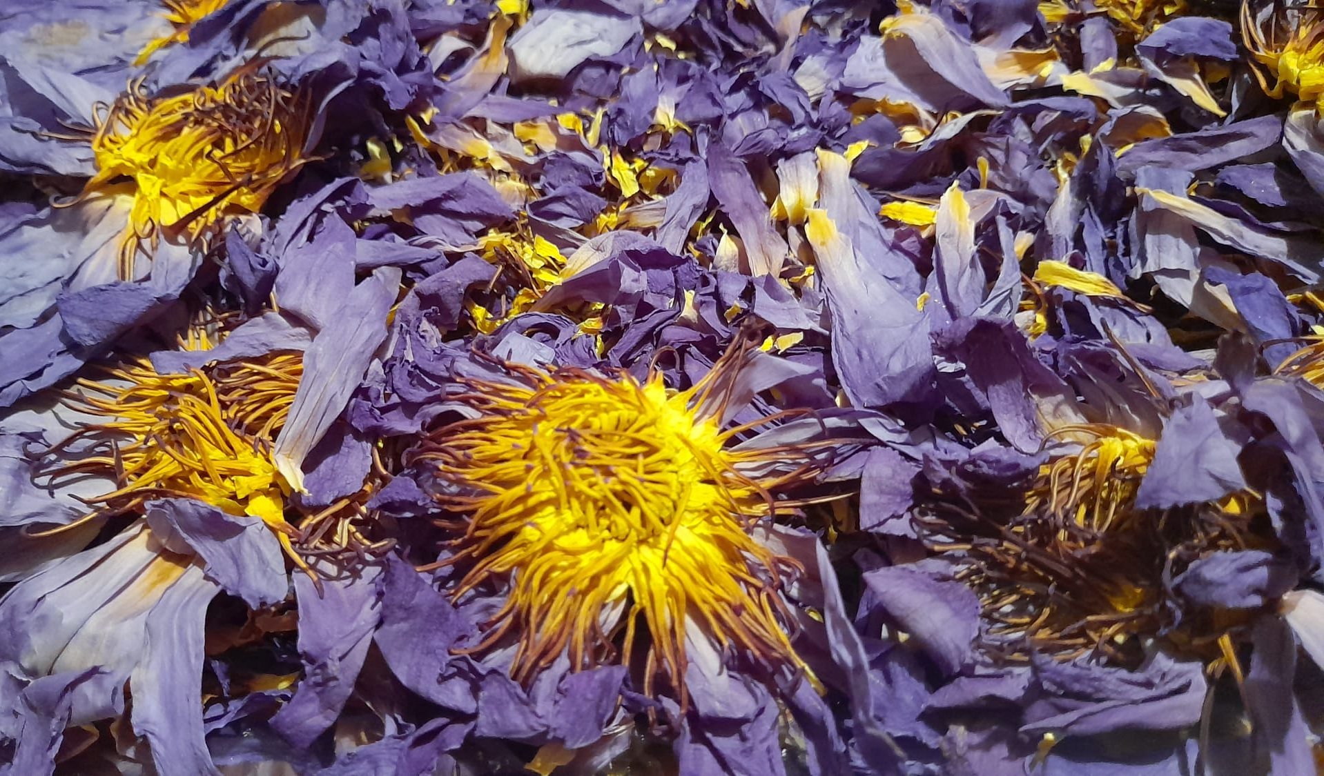 Blue Lotus (Whole Dried Flower - Loose) [Nymphaea Caerulea]