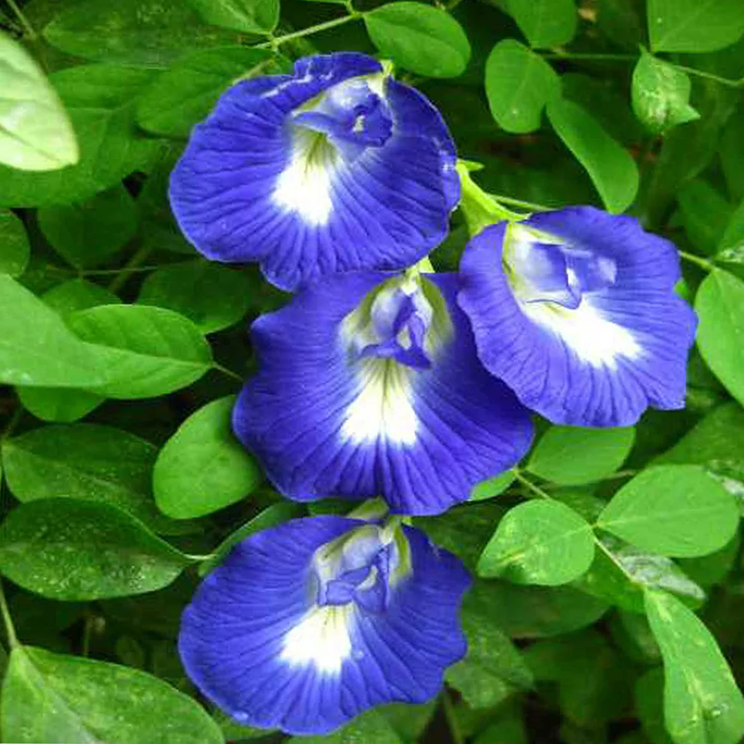 Whole Dried Butterfly Pea (Clitoria Ternatea) [Blue Pea]- Antioxidant Powerhouse