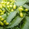 Organic Dried/Cut Neem Leaves (Margosa/Nimba/Kohomba) [Azadirachta indica]