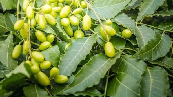 Organic Dried/Cut Neem Leaves (Margosa/Nimba/Kohomba) [Azadirachta indica]