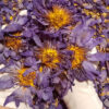Blue Lotus (Whole Dried Flower - Loose) [Nymphaea Caerulea]
