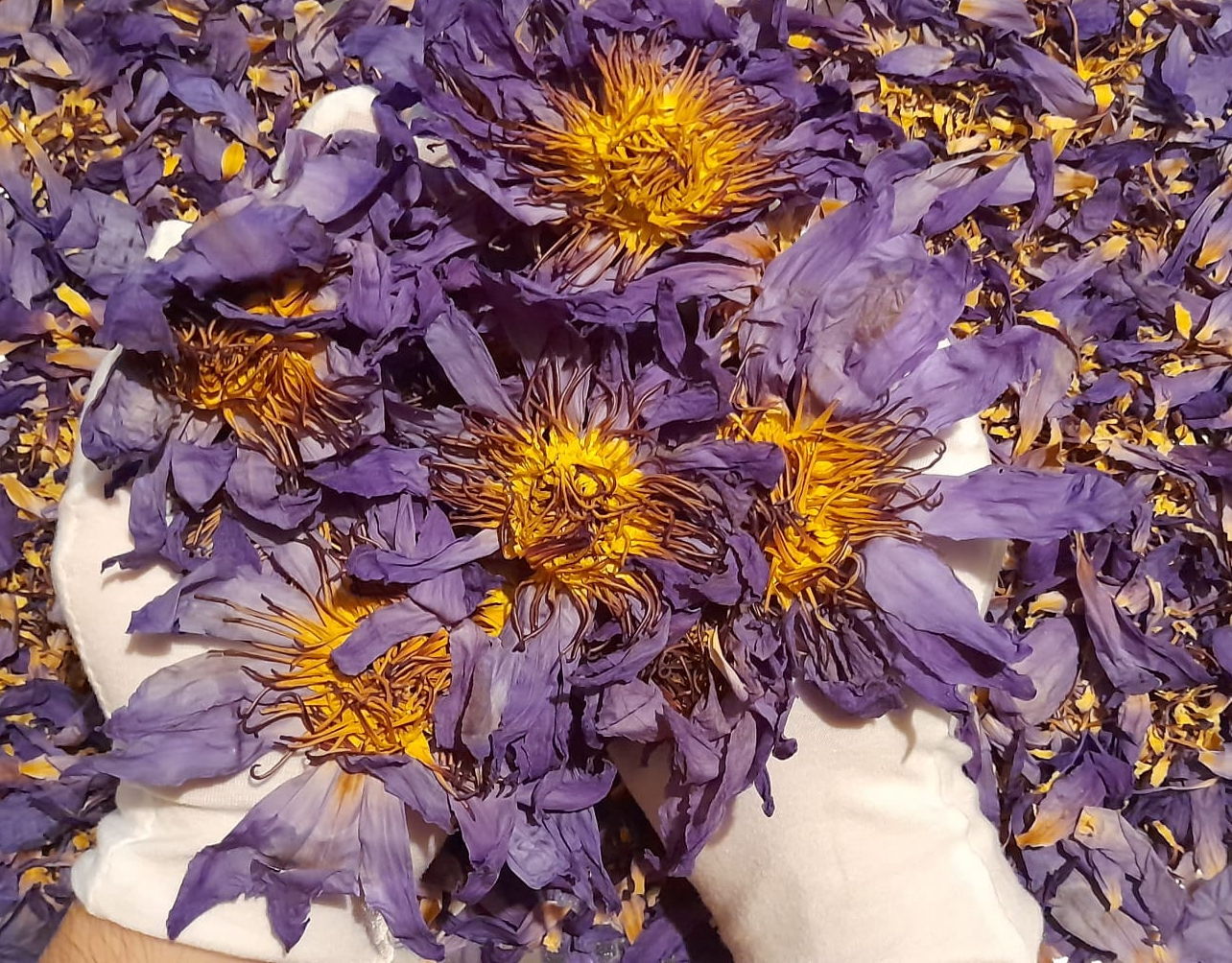 Blue Lotus (Whole Dried Flower - Loose) [Nymphaea Caerulea]