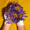 Blue Lotus (Whole Dried Flower - Loose) [Nymphaea Caerulea]