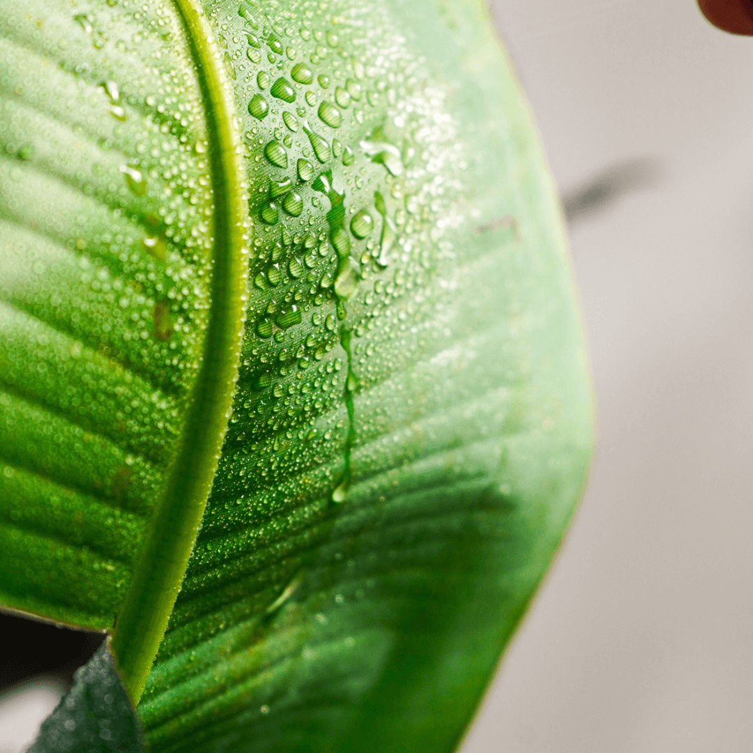 images Sea Mist 300ml | Natural Seaweed Fertiliser Spray | AquaCulture Sustainable Eco