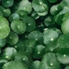 Organic Gotu Kola Cut Leaves (Brahmi/Pegaga) [Centella asiatica]