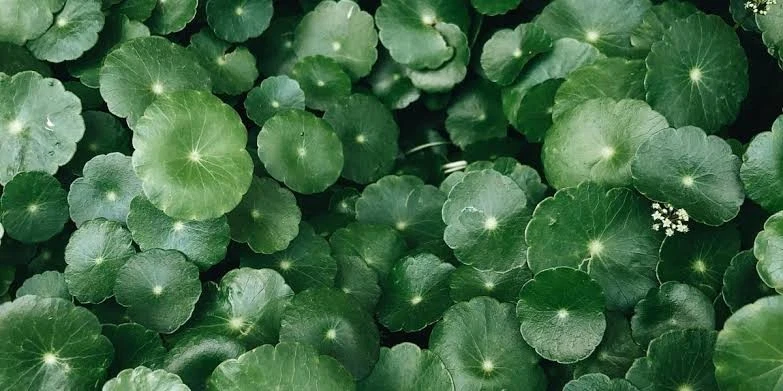Organic Gotu Kola Cut Leaves (Brahmi/Pegaga) [Centella asiatica]
