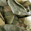 Organic Soursop Leaves (by leaf-count) [Guanabana/Graviola/Guyabano/Annona]