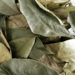 Organic Soursop Leaves (by leaf-count) [Guanabana/Graviola/Guyabano/Annona] - Image 3