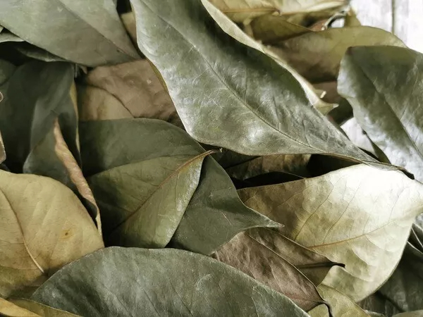 Organic Soursop Leaves (by leaf-count) [Guanabana/Graviola/Guyabano/Annona]