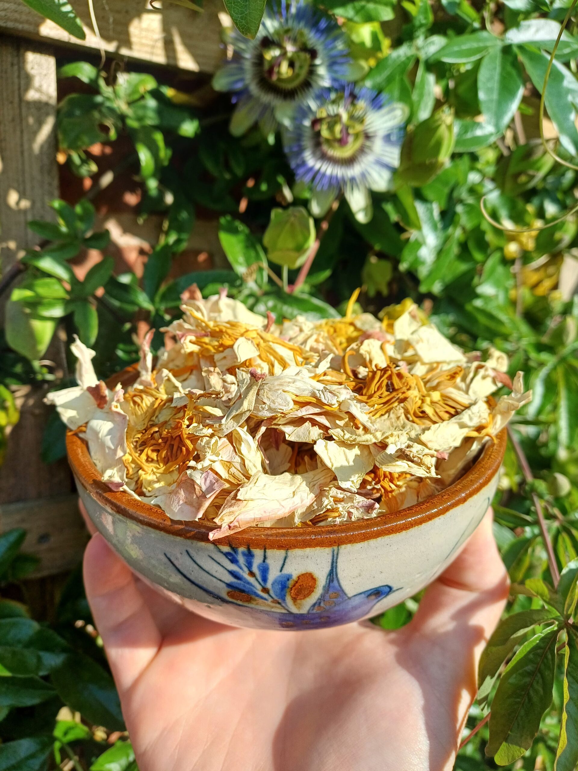 Organic White Lotus Flower (Dried) [Nelumbo Nucifera] Pundareeka | Anxiety, Mood