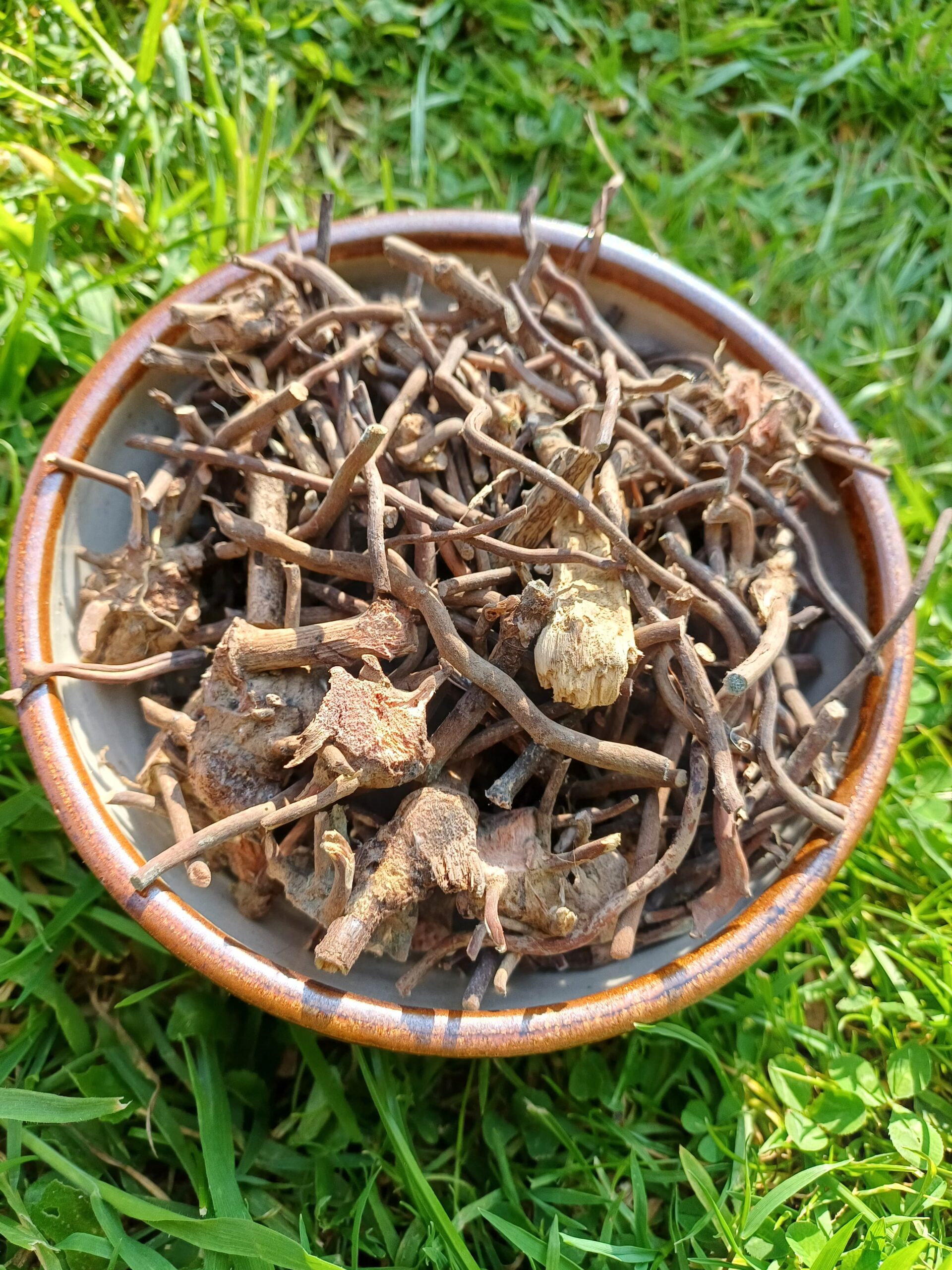 Organic Chaney Root - Jamaican Tonic (Herbal Tea) for Sexual Health, Circulation