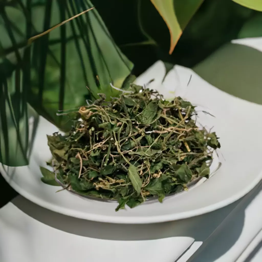 Organic Dog Blood Bush (Rivina Humilis) - Rouge Plant/Blood Berry