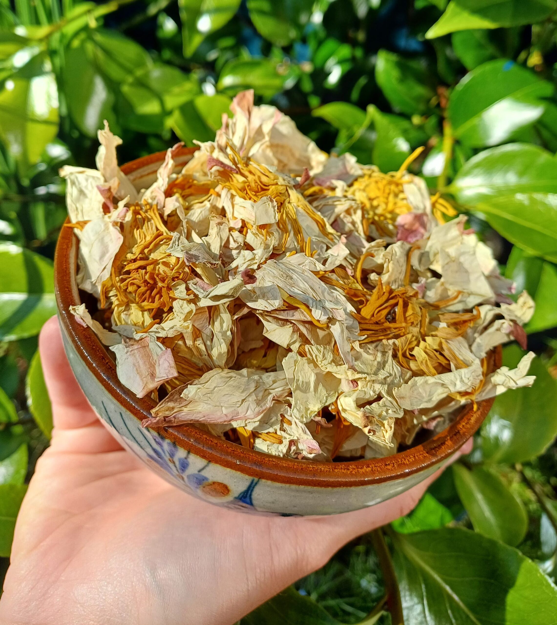 Organic White Lotus Flower (Dried) [Nelumbo Nucifera] Pundareeka | Anxiety, Mood