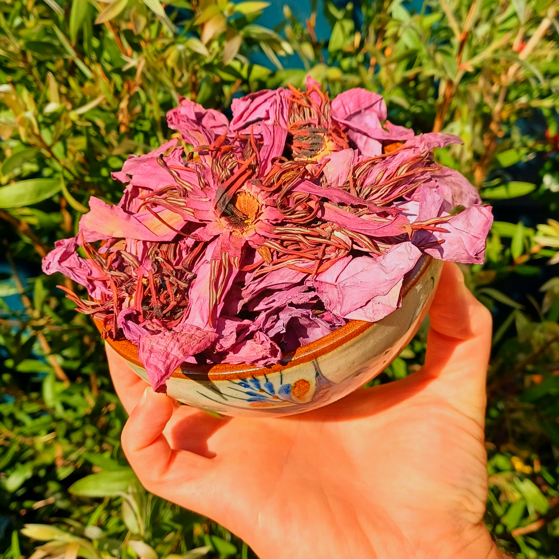 Organic Red Lotus Flower (Dried) Nelumbo Nucifera | Anxiety, Blood Health, Mood