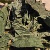 Guinea Hen Weed | Herbal Tea | Detox & Immunity | Fibroid PCOS Womb Cleanser