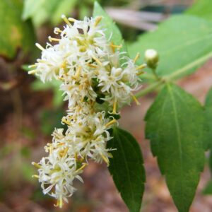 Whole Dried Mexican Dream Herb (Calea Zacatechichi) - Shamanistic Tools - Image 6