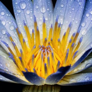 Blue Lotus (Whole Dried Flower - Loose) [Nymphaea Caerulea] - Image 5